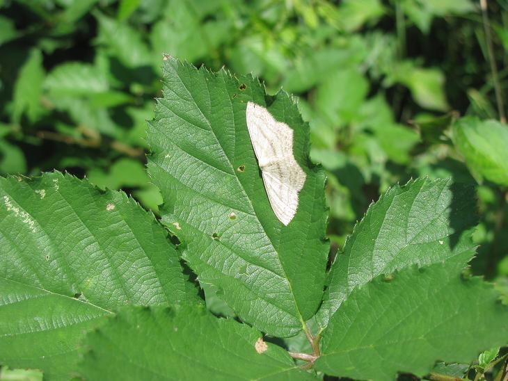 Scopula nigropunctata? S